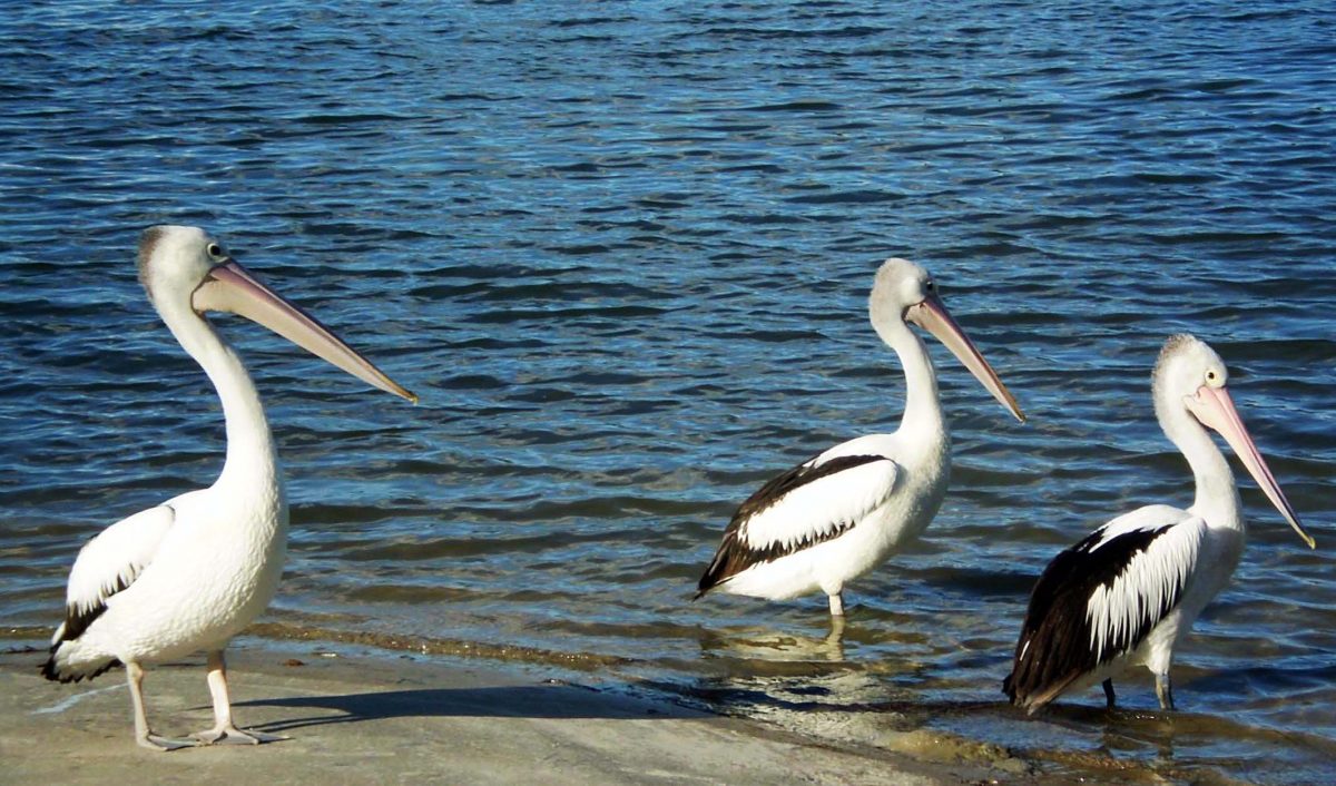 Welcome to Bribie Island U3A !